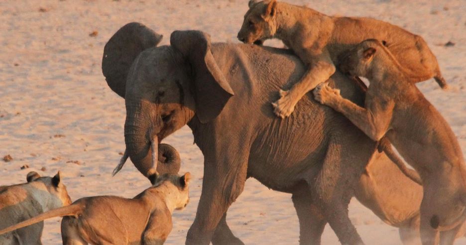Hercules, The Young Elephant Wages War Against 14 Lions
