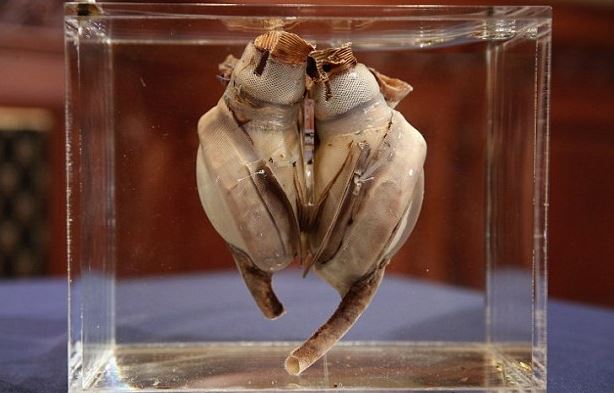 _World's first artificial heart