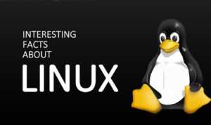 linux black penguin background