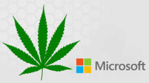 microsoft marijuana business