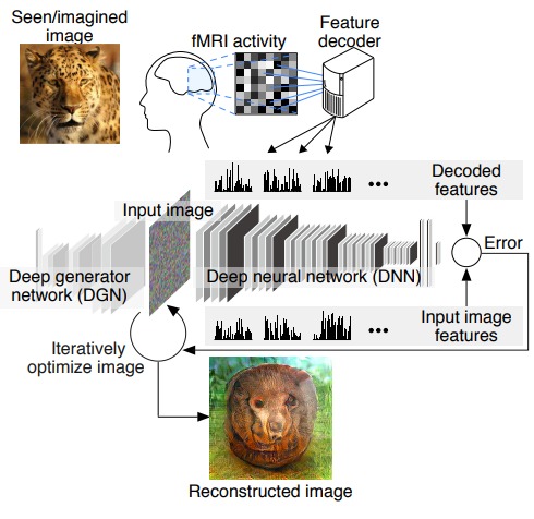 Mind-reading AI Image Reconstruction 1