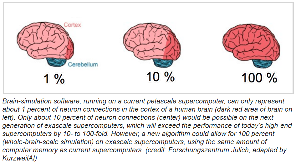 Whole Brain Simulation Algorithm