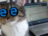 Windows Mail Links Open Edge Insider Build 17623