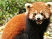 firefox red panda