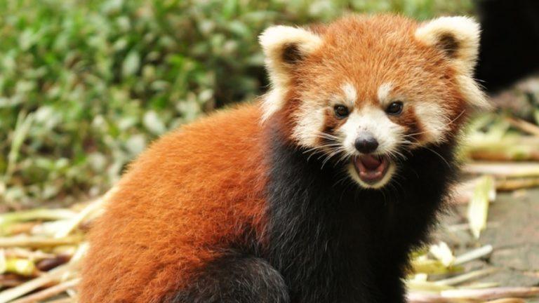 firefox red panda