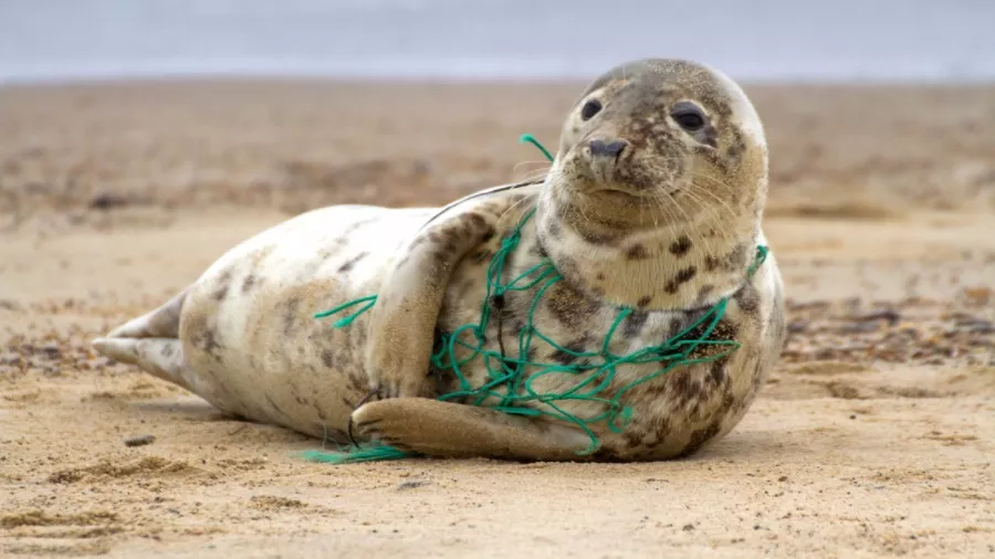 Biodegradable Plastic Seal Plastic