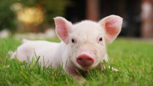 Pig brain revived after death