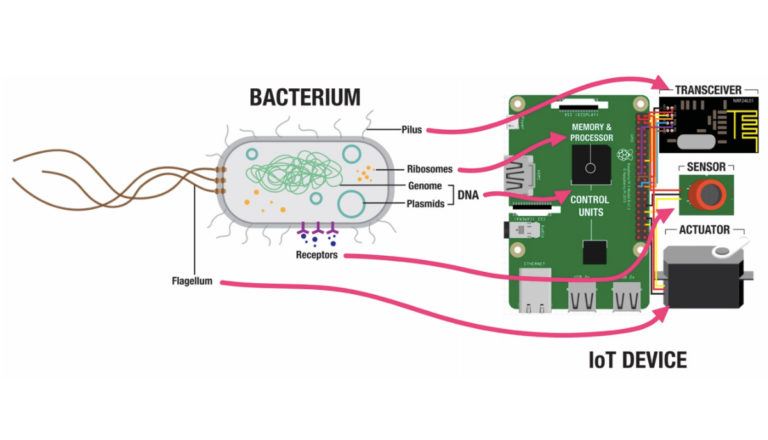 bacteria computer