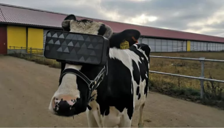 Cows with VR headsets
