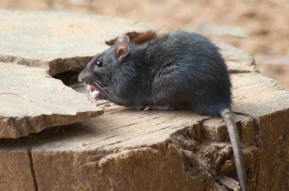 rats causing hantavirus