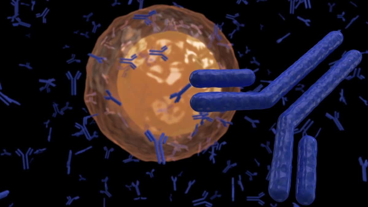 Coronavirus Vaccine Antibody