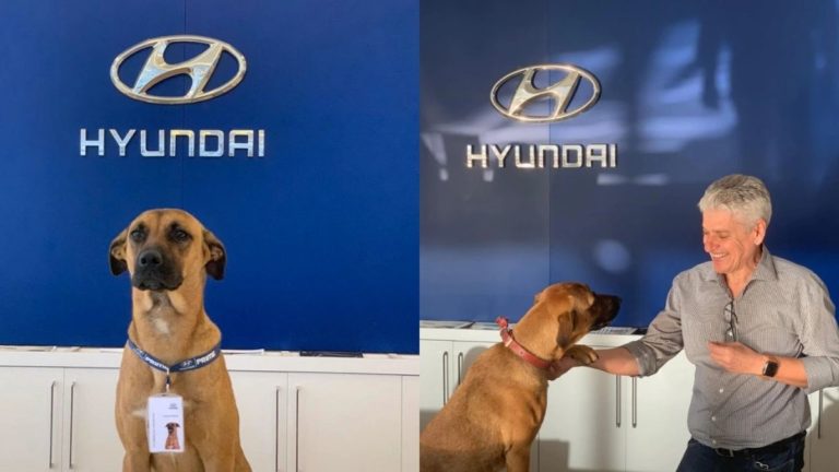 Hyundai showroom adopts dog in brasil