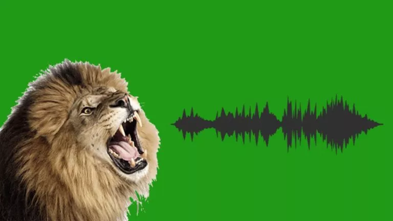 Breakthrough At Oxford: Every Lion’s Roar Can Be Traced Using AI