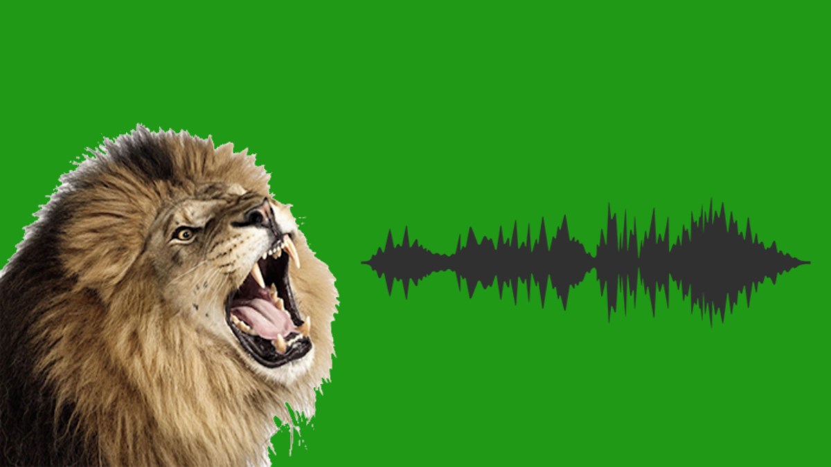 Scientists discover the unique signature of a lion's roar using machine  learning