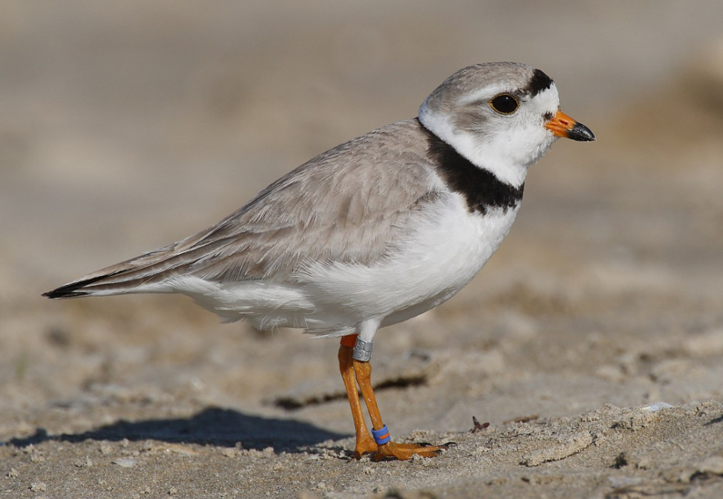 SpaceX is hurting the piping plover