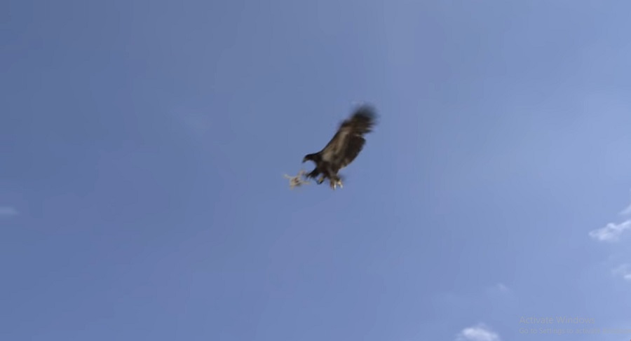 drone hunter eagles