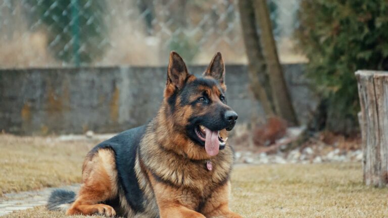 Dog Aging Project
