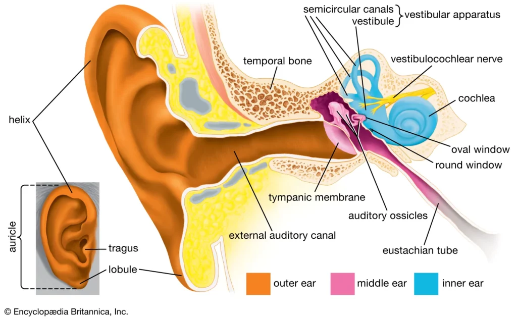 Photo of the insides of a human ear