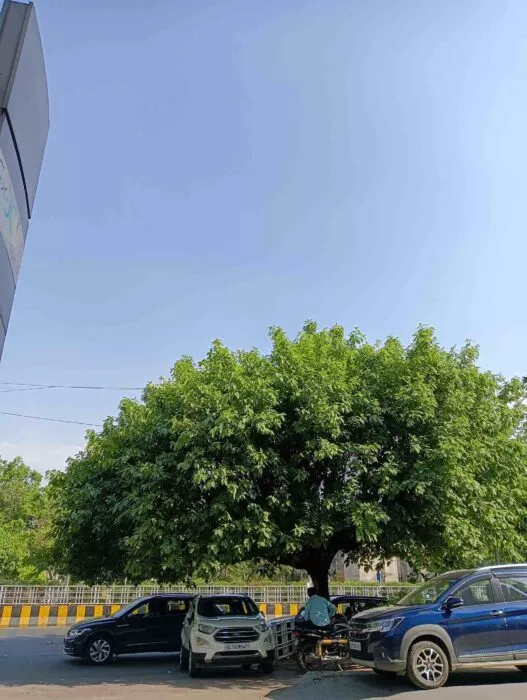 Daytime shots from the Realme P1 5G-5