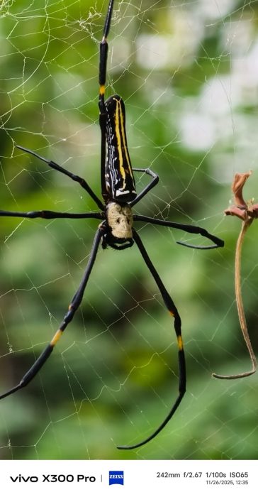 Zoom sample from X300 Pro