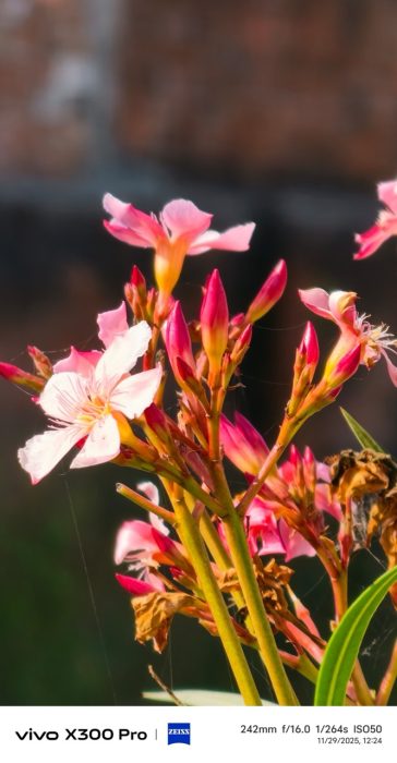 Zoom sample from X300 Pro